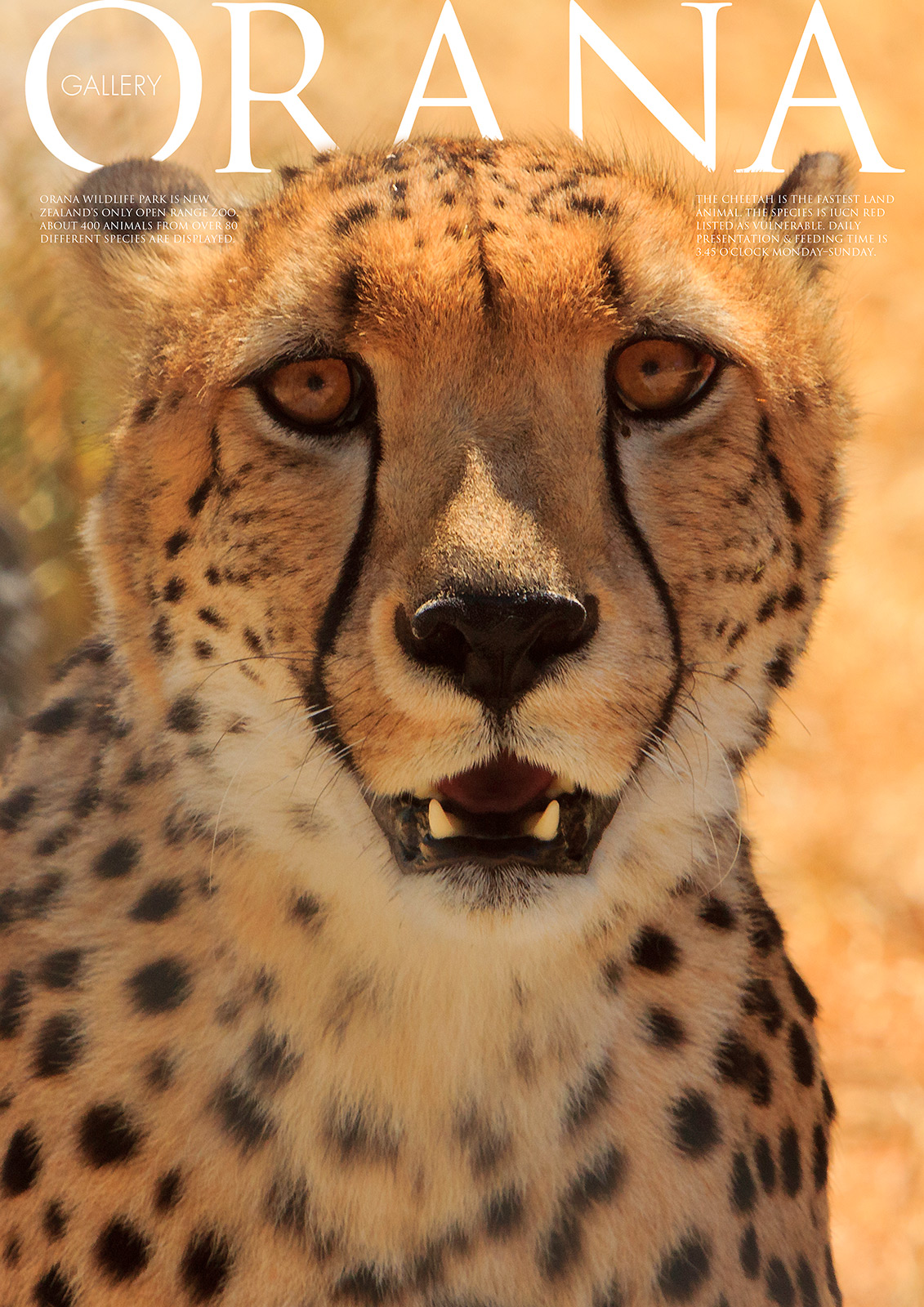 Wildlife Photo portrait of a Cheetah at Orana Wildlife Park