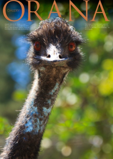Wildlife Photo portrait of an Emu at Orana Wildlife Park