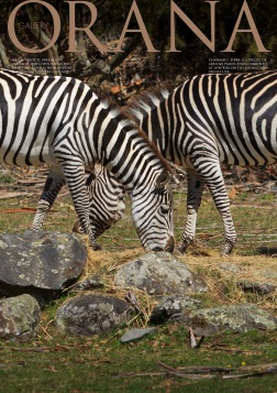 Wildlife Photo portrait of a pair of Chapman’s Zebra grazing at Orana Wildlife Park